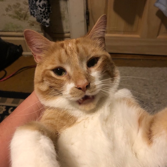 Meet your Posher, Tammy - Picture 9 of 16